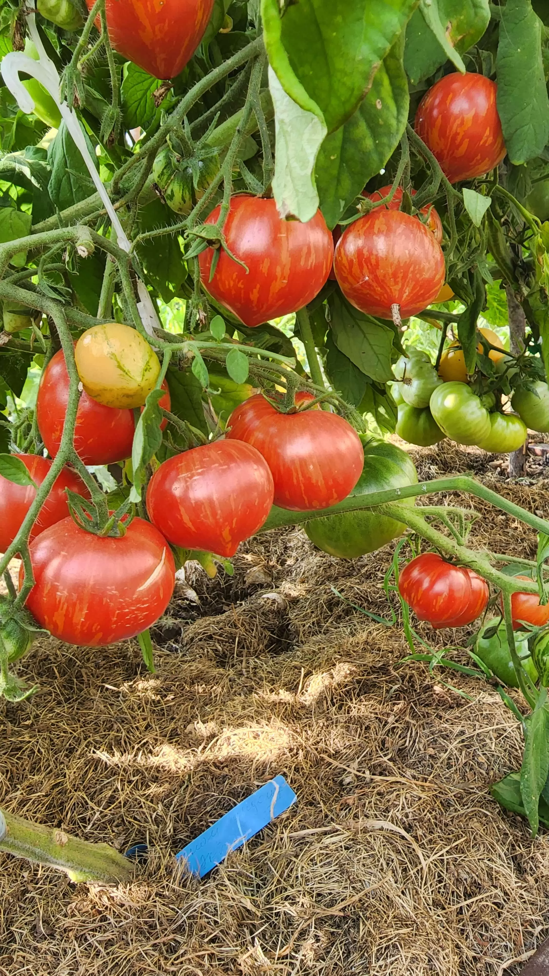 Гном Гэндальф