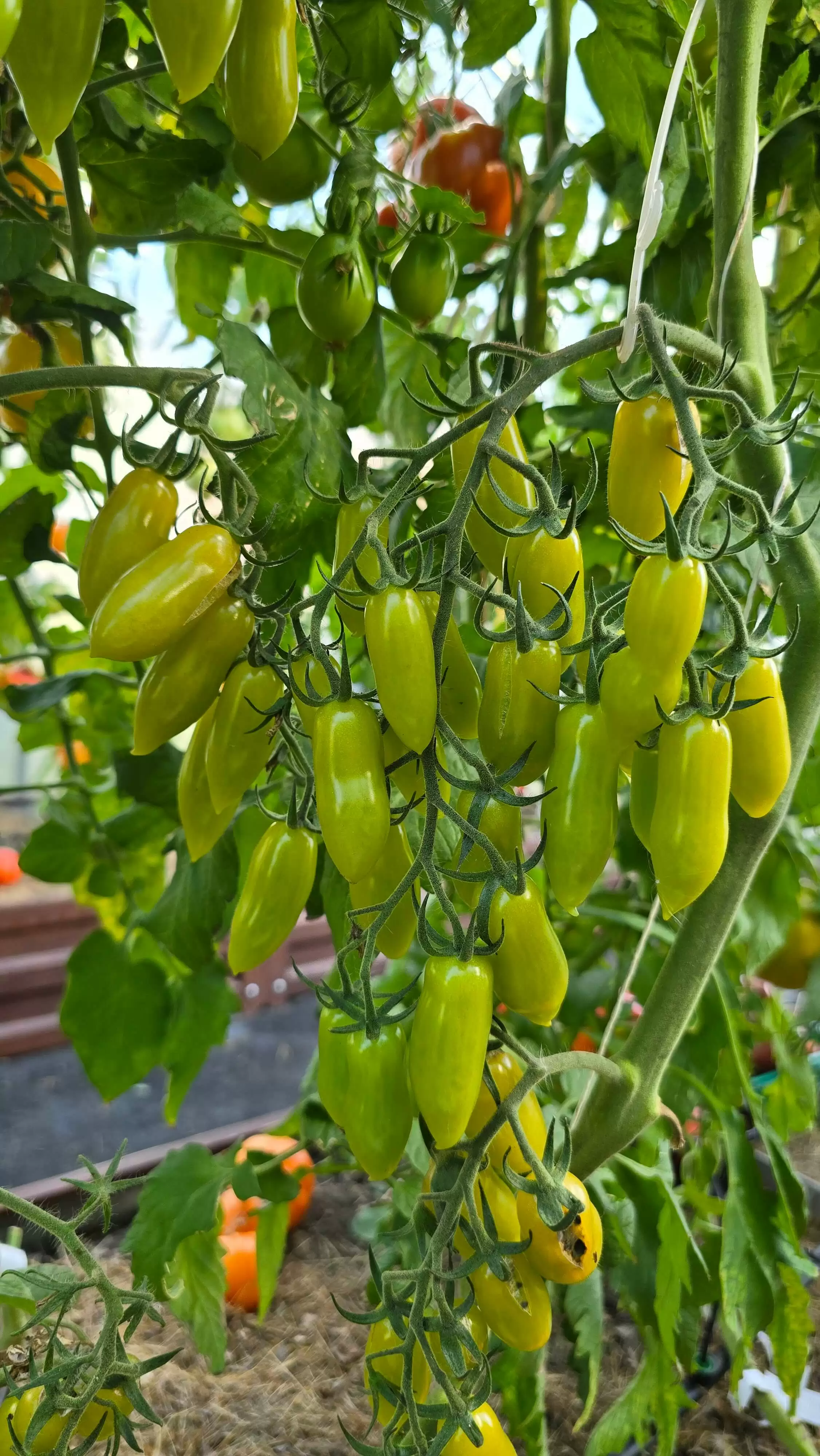 Зеленые танцующие пальцы