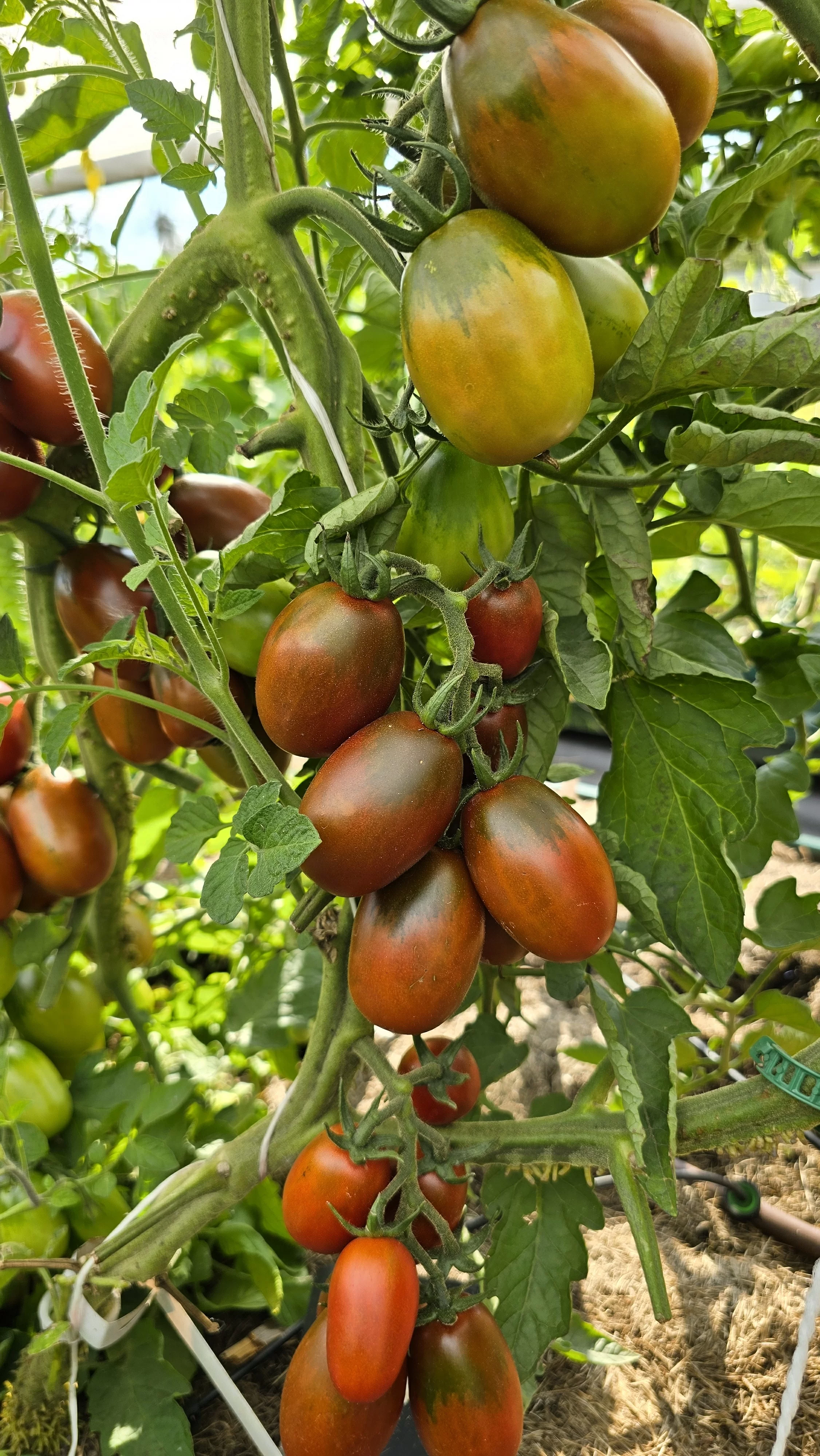 Черный гроздевой