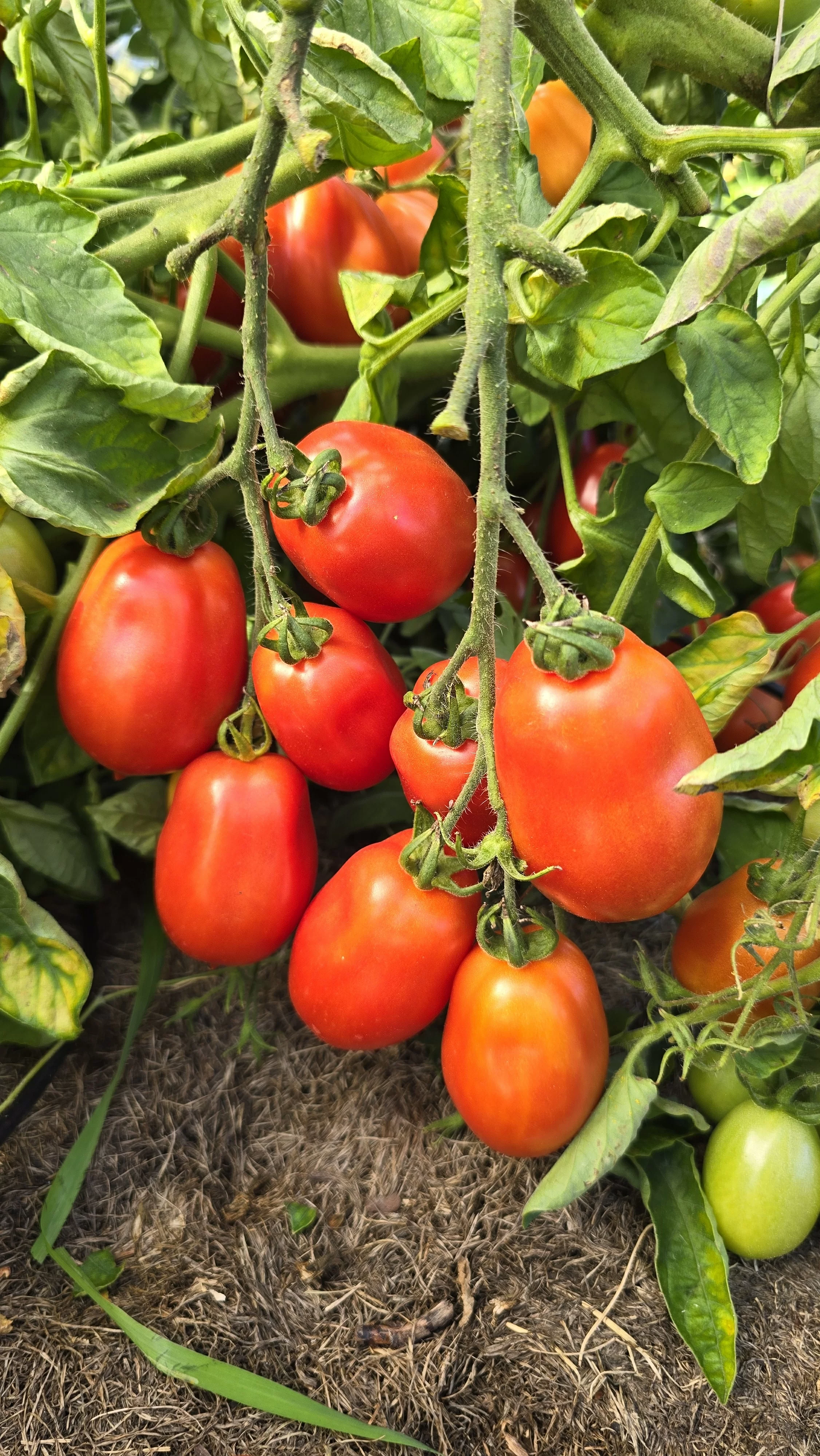 Засолочный деликатес