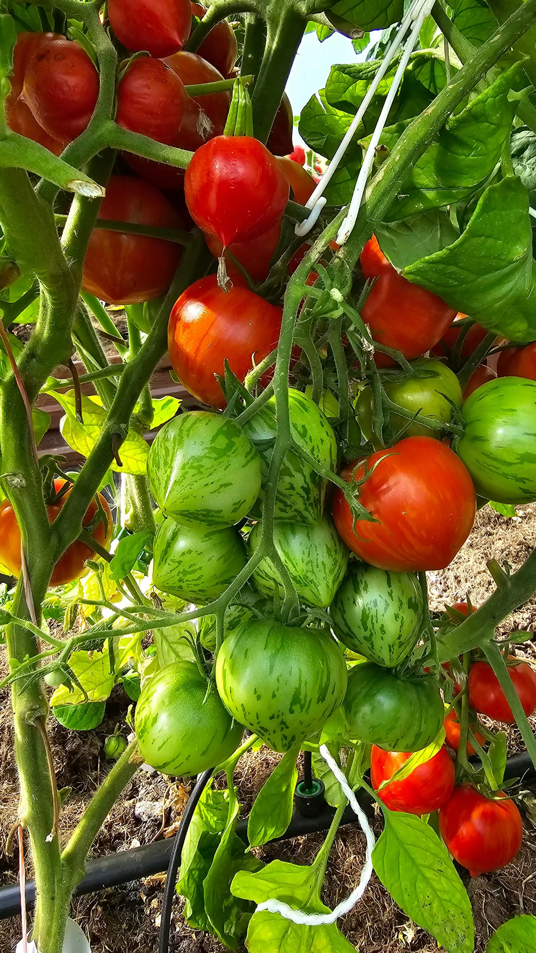 Гном Гэндальф