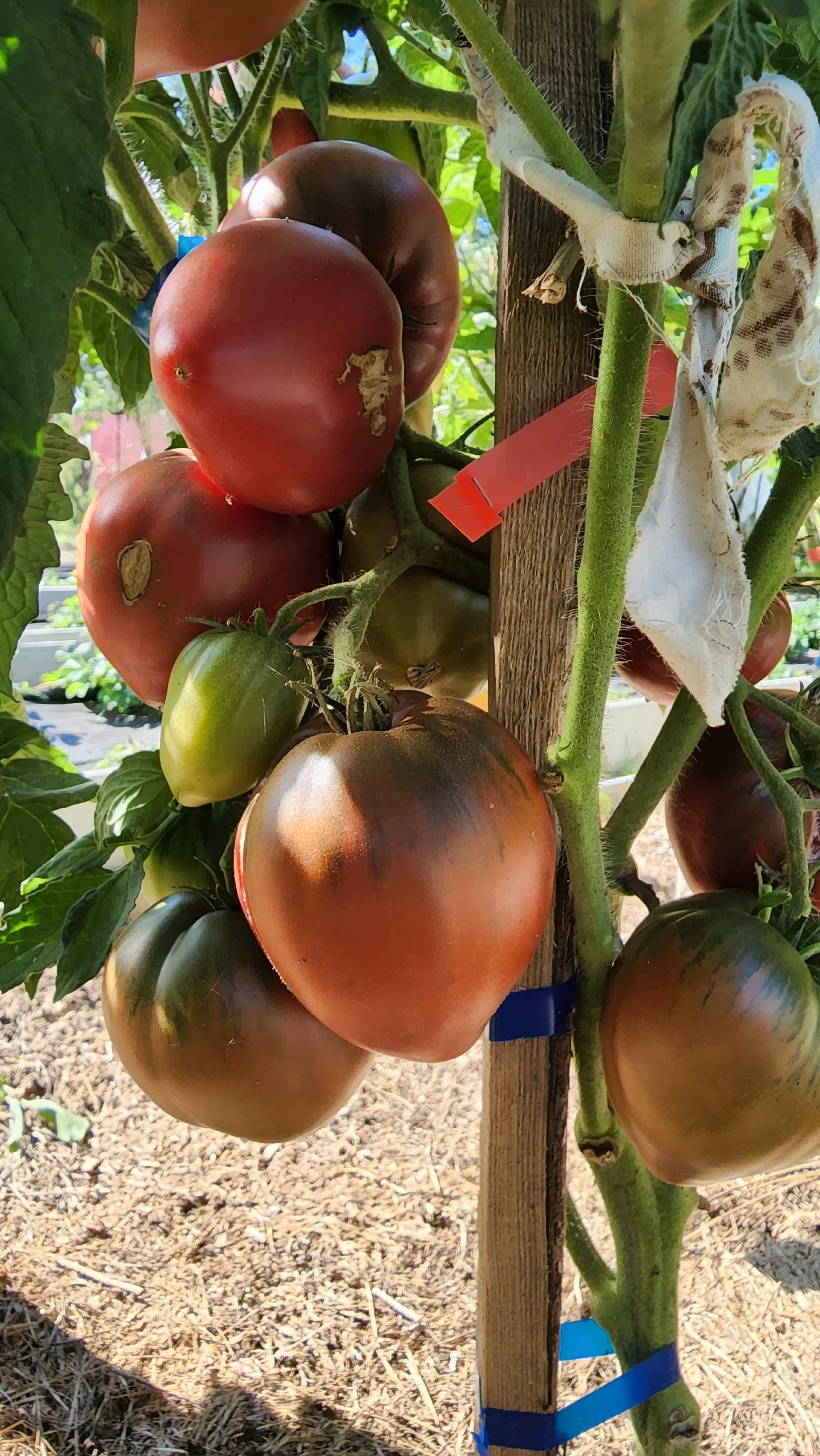 Гном фиолетовое сердце